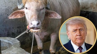 Búfalo albino es igualito al presidente Donald Trump y le ronda “pena de muerte”