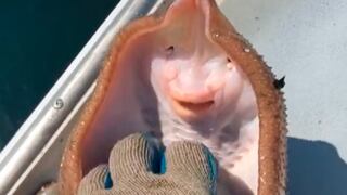 Este video de unas cosquillas a una raya esconden una terrible verdad
