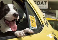 Taxis pet friendly: tips efectivos para obtener mejores ingresos