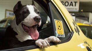 Taxis pet friendly: tips efectivos para obtener mejores ingresos