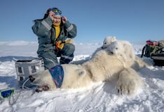 Osos polares no sueltan a su gran mamá oso mientras es atendida por veterinarios