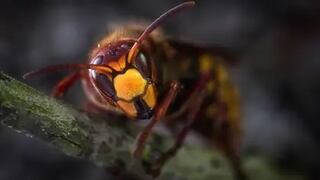 Avispón asesino: insecto mortal para los humanos tiene en alerta a todos los Estados Unidos 