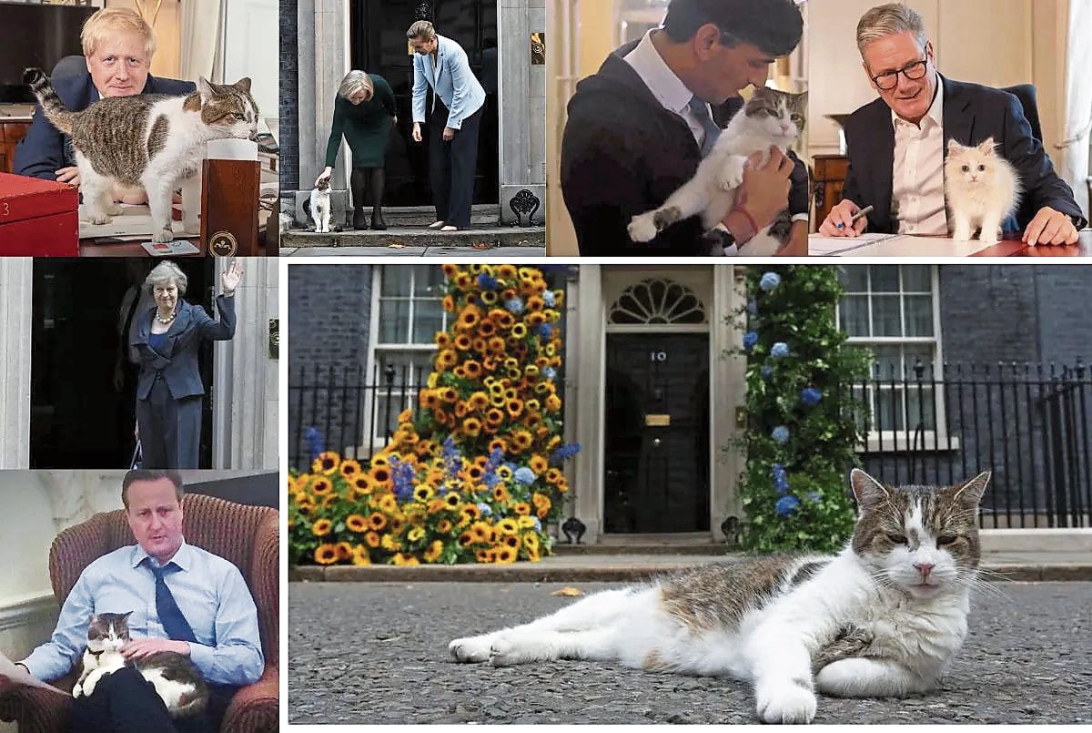 El hermoso gato Larry, habitante permanente en la mítica residencia del número 10 de Downing Street desde 2011.