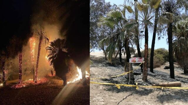 Ica: sujetos provocan incendio y arrasan con palmeras de la Huacachina  | VIDEO