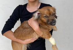 SJL: Buscan a “Tammy” que escapó de veterinaria cuando la llevaron para realizarle una ecografía