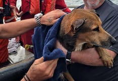 Perrito nada a seis kilómetros de la costa y lo salvan cuando estaba por ahogarse