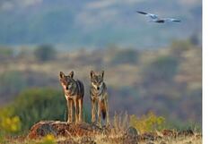 Matan a lobos, a quienes quitan sus tierras, al ser “condenados” por muertes de humanos