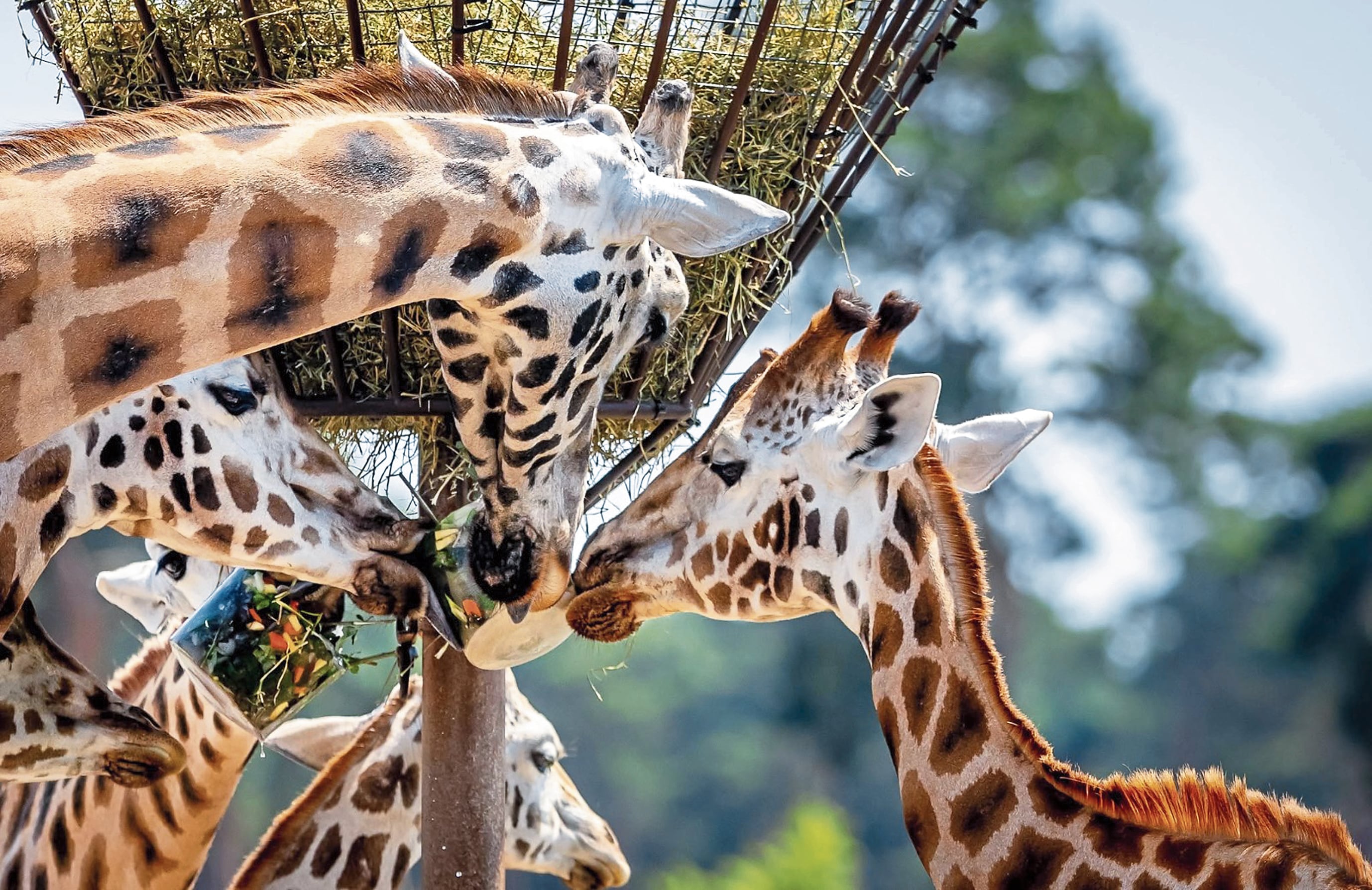 Las jirafas del parque Safari Beekse Bergen, en Hilvarenbeek (Países Bajos), tienen sus gustos y los cuidadores las engríen con ricos helados.