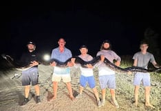 Cazadores de serpientes atrapan en la oscuridad de la noche una enorme pitón de 5.18 metros