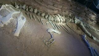Yacimiento de fósiles jurásicos es hallado en la Patagonia argentina 