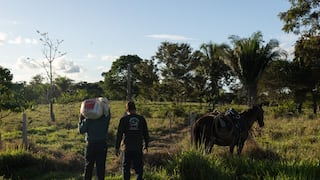 Madre de Dios: ganadería regenerativa combate la deforestación en la Amazonía peruana