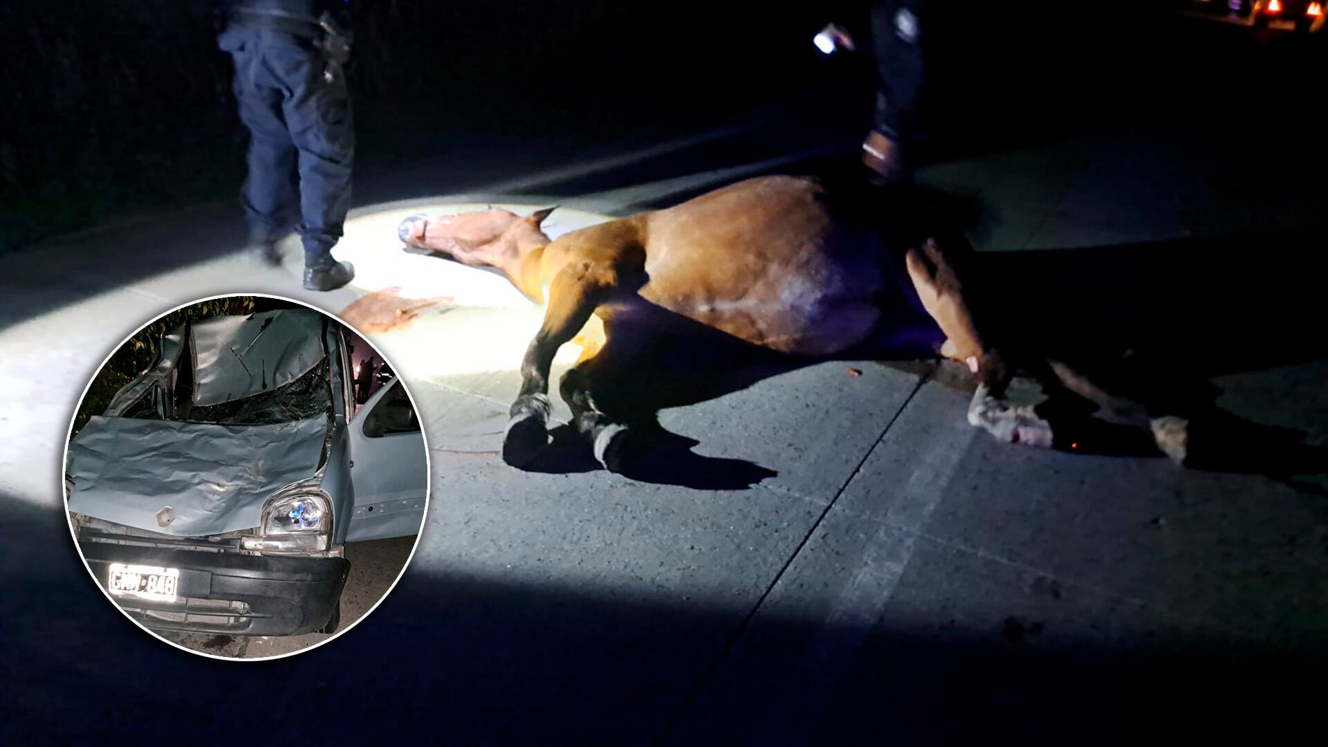 Inocente caballo murió atropellado y pocos hablan del animal que pereció (Cortesía: Infobae).