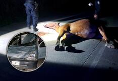 Chofer arrolla con su carro a caballo y ambos mueren en el acto