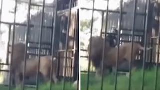 Hombre ebrio cree que puede acariciar al león en el zoológico y este lo muerte (VIDEO)