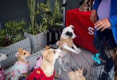 Jornada Nacional de Adopciones y busca encontrar hogar a 100 mascotas