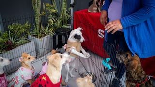 Jornada Nacional de Adopciones y busca encontrar hogar a 100 mascotas