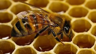 ¡No te imaginas qué significa soñar con abejas!