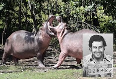 Los hipopótamos del extinto narcotraficante Pablo Escobar tienen los días contados