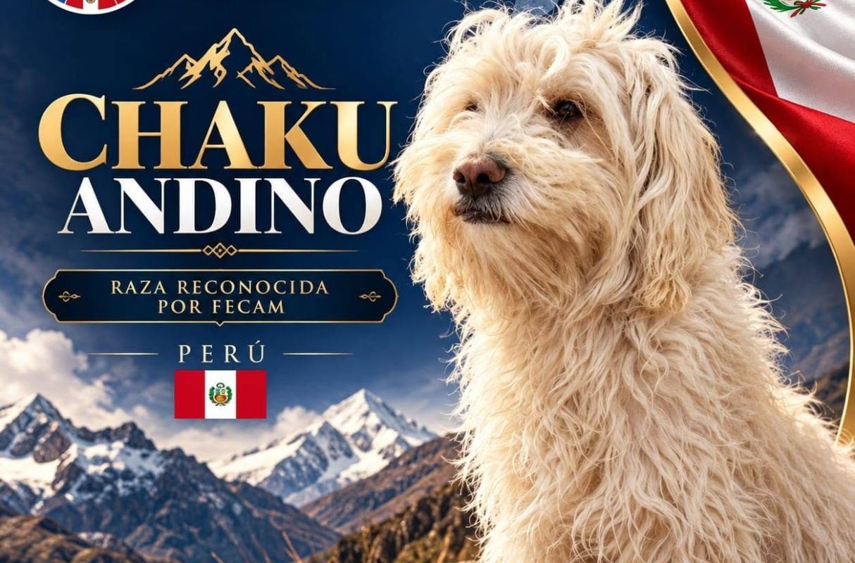 La Federación Canina Americana reconoció oficialmente al perro chaku andino cusqueño como su tercera raza canina originaria. (Foto: Facebook / La Federación Canina Americana)