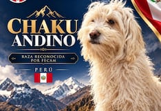 Chaku andino es nueva raza canina peruana: ¿Cuáles son sus características?