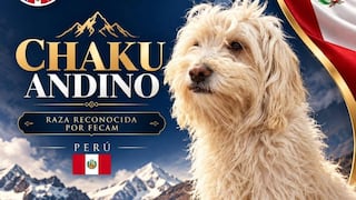 Chaku andino es nueva raza canina peruana: ¿Cuáles son sus características?
