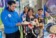 Festejan el cumpleaños de Dachi, la perrita pug símbolo contra el maltrato animal