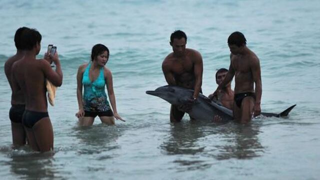 Turistas dejan morir a delfín por tomarse fotos 