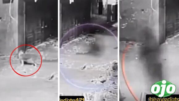 Ojo - Gato es asustado por extraña sombra