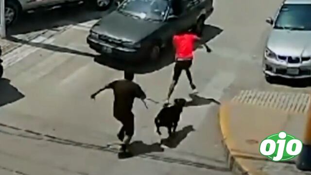 San Juan de Miraflores: perro de la brigada canina persigue a ladrón y frustra asalto (VIDEO)