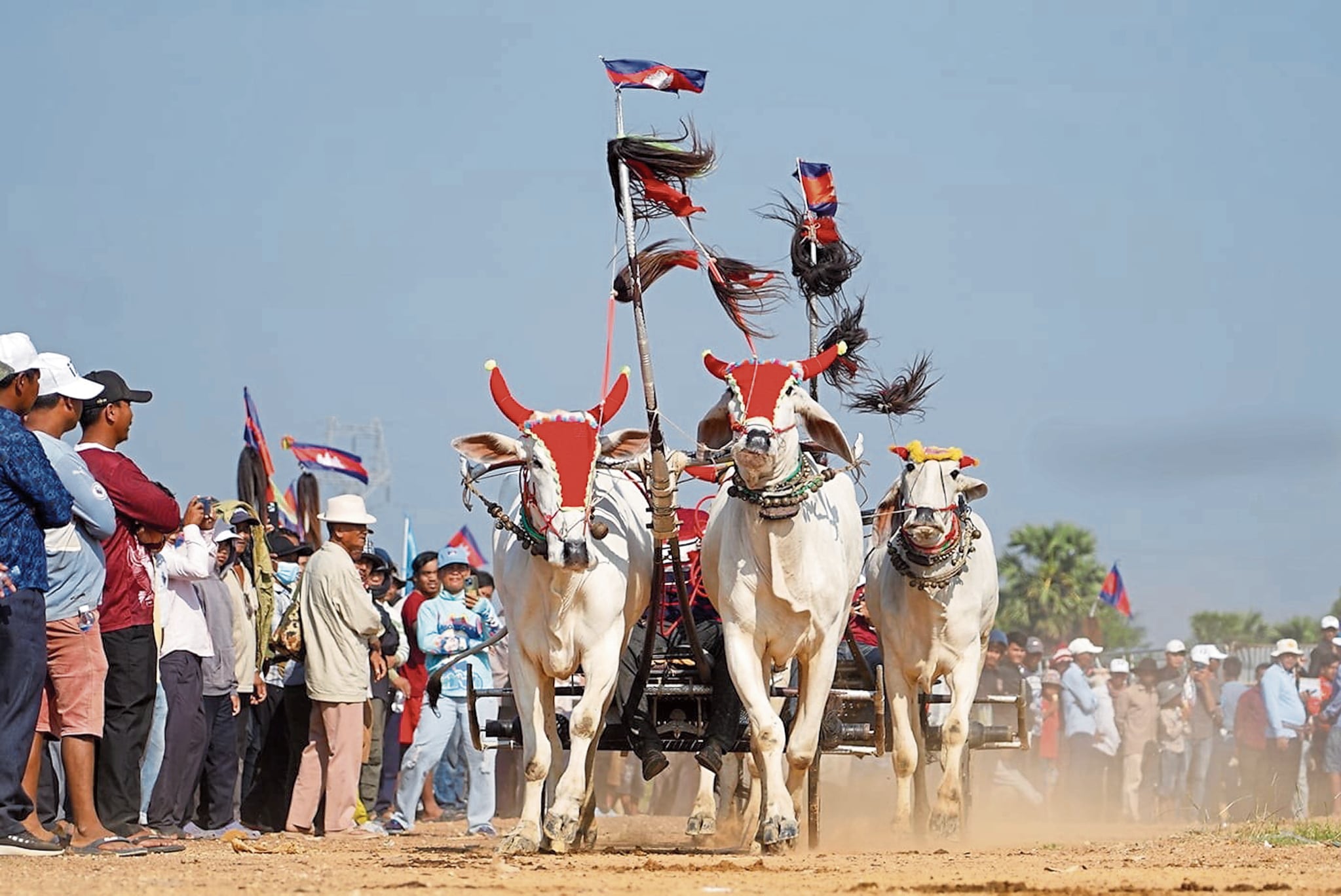 Además de ser animales nobles y muy trabajadores, los bueyes son buenos corredores.