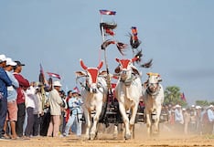 Bueyes compiten en carrera de velocidad que simula a la Fórmula 1