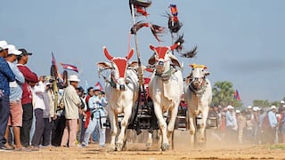 Bueyes compiten en carrera de velocidad que simula a la Fórmula 1