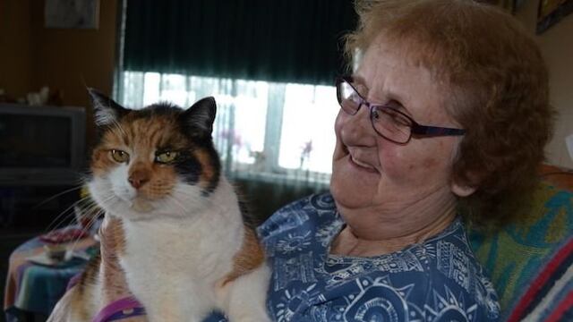 ​Conoce la historia de ‘Bubba’, la gata que sobrevivió 40 días bajo nieve