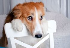 Cómo enseñar a su perro a estar solo