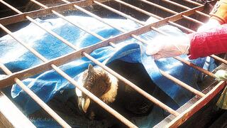 Salvan a cóndores intoxicados por comer carne de perros envenenados 