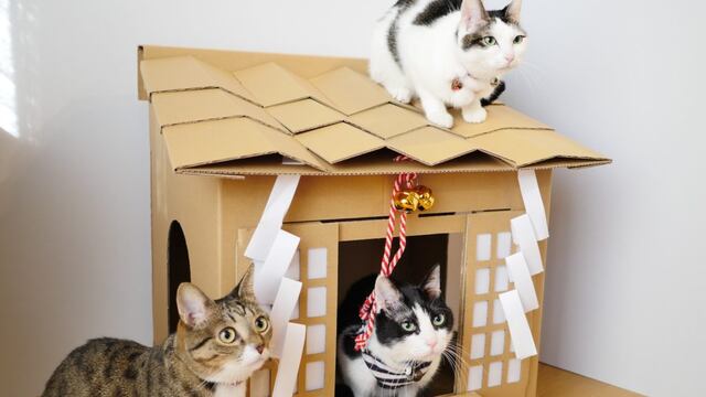 Venden santuarios de cartón para convertir a nuestros gatos en verdaderos dioses