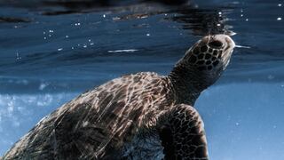 Jóvenes liberan a una tortuga en el mar sin imaginar lo que pasaría