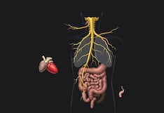 Comer para vivir: Nervio vago, el puente entre tu cerebro y la digestión