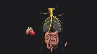 Comer para vivir: Nervio vago, el puente entre tu cerebro y la digestión