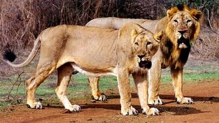 ​Leones matan a joven que se coló a zona restringida de zoológico