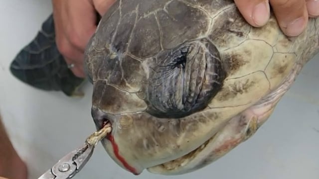 ​Youtube: Le sacan una cañita de 12 cm de las fosas nasales a una tortuga
