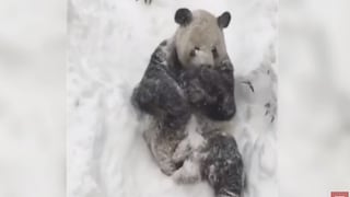 Youtube: Panda se divierte con fuerte nevada en Washington