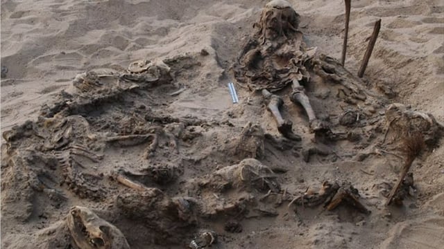 Hallan restos de niño del antiguo Egipto enterrado con 142 perros que murieron por inundaciones
