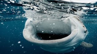Captan el impresionante nado de un tiburón ballena en el mar que baña las costas de Filipinas