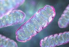 La columna de Pérez Albela: Cómo activar tu energía desde la célula