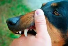 Rabia Humana en Perú: descubre las etapas de la enfermedad