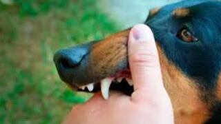 Rabia Humana en Perú: descubre las etapas de la enfermedad