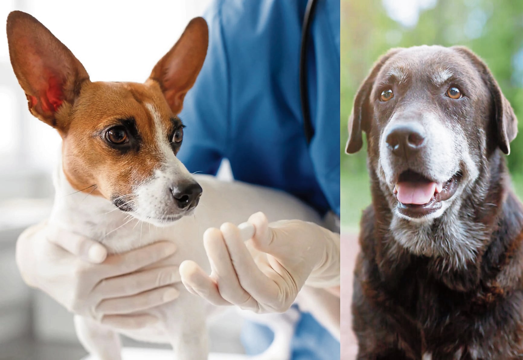 Los perros, amigos fieles, podrán tener una mejor y más prolongada vejez, promete nuevo medicamento.