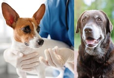 Pastilla promete hacer que perros viejitos vivan más años y con mejor salud