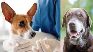Pastilla promete hacer que perros viejitos vivan más años y con mejor salud